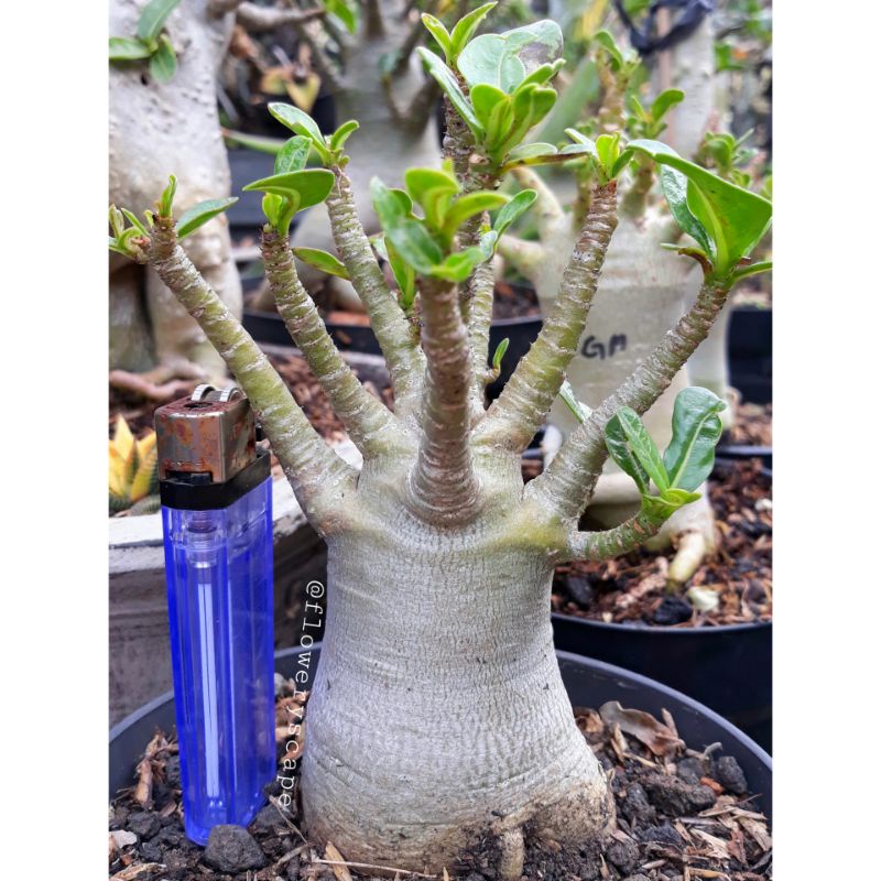 Adenium godji