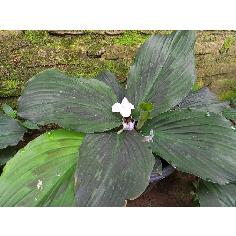 Kencur Hitam Asli Umbi Hitam