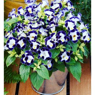 Tanaman Hias Torenia Gantung bunga benih tanaman Tanaman Hias Torenia Gantung bunga benih tanaman