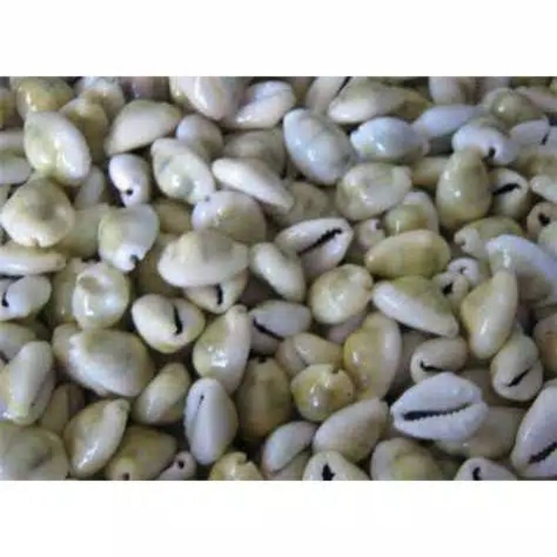 

kewuk abu 100 gram kuwuk abu biji congkak kerang congkak