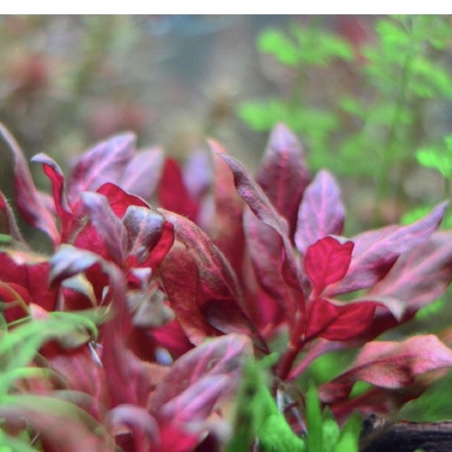 Alternanthera reineckii rosanervig - Tanaman Aquascape Tumbuhan Air Hidup Hiasan Rumput Aquarium