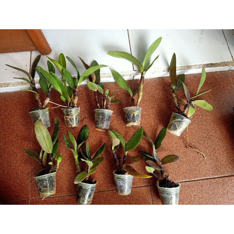 Dendrobium Black Scorpion