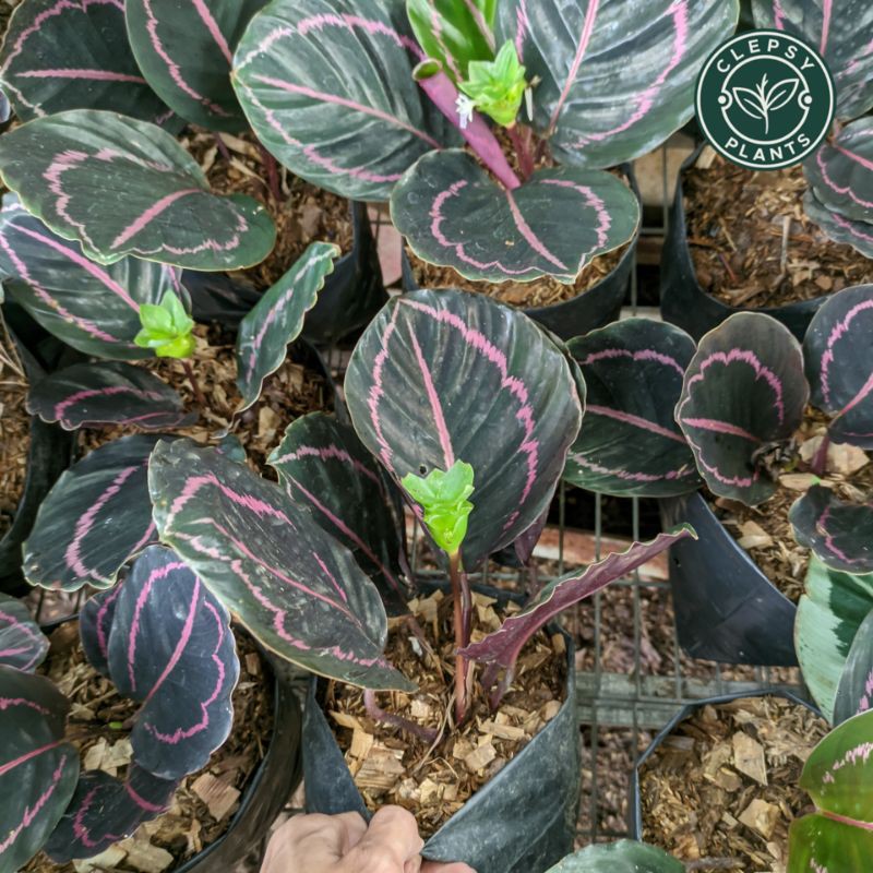calathea black lipstick