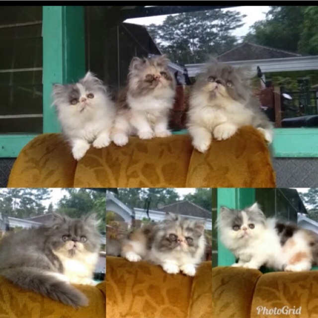 Kucing persia peaknose kitten b 