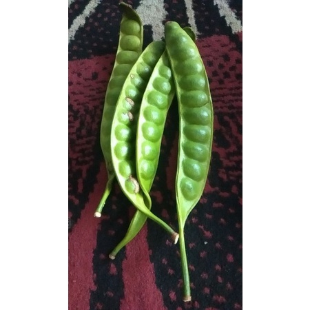 

pete super isi 20 papan bijinya besar2