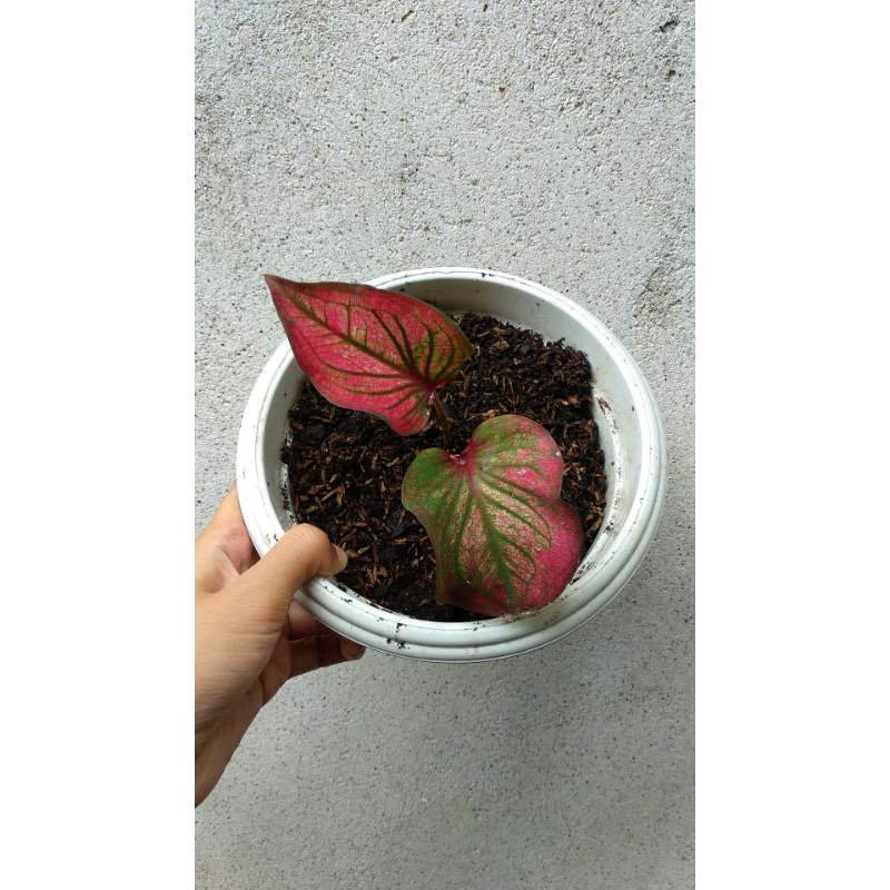 Keladi infinity / caladium infinity