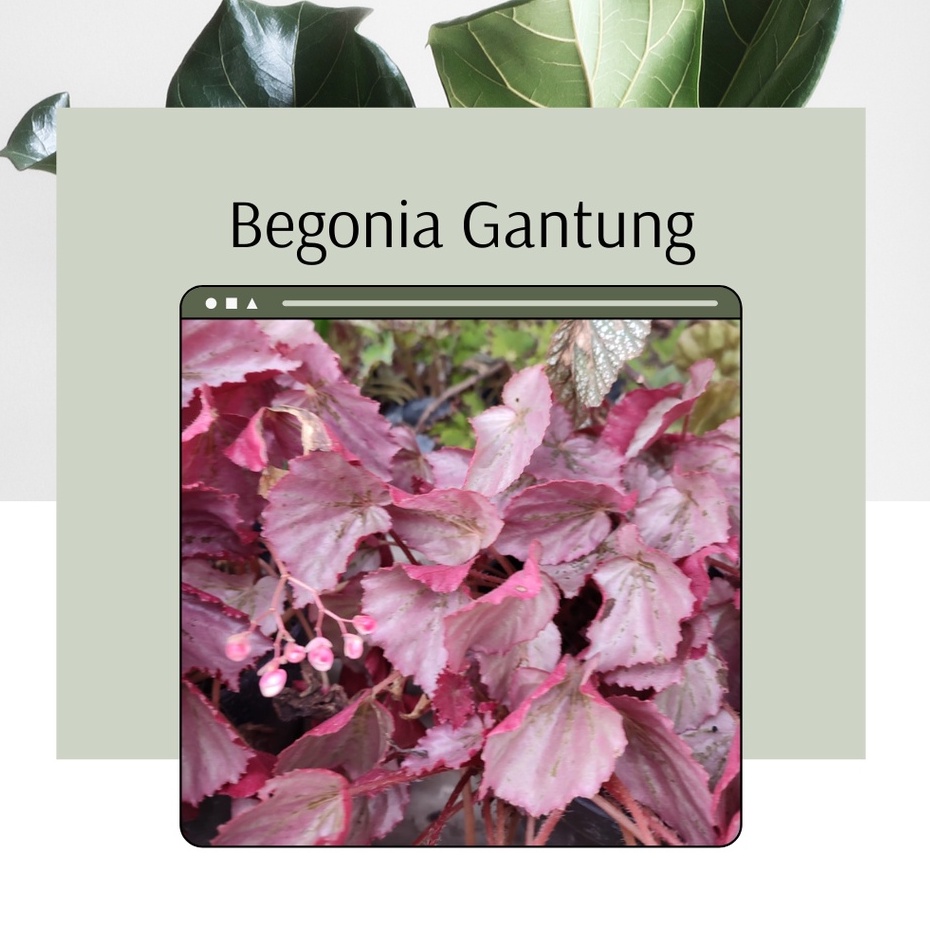 Tanaman Hias Begonia Pink Gantung  Bunga Begonia Gantung Begonia Pink Gantung