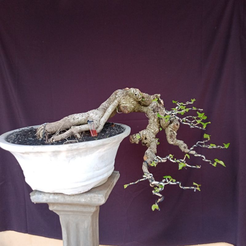 BONSAI WARU KOPEK SESUAI FOTO
