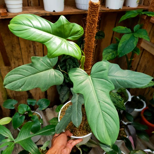 TANAMAN BUNGA PHILODENDRON VIOLIN TANAMAN HIAS BUNGA PHILO MURAH