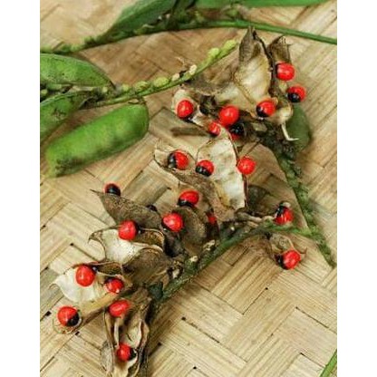 

Sale Biji Benih Pohon Saga Terbaru