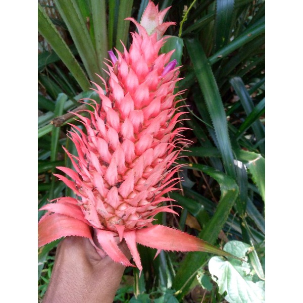 nanas merah nanas muda