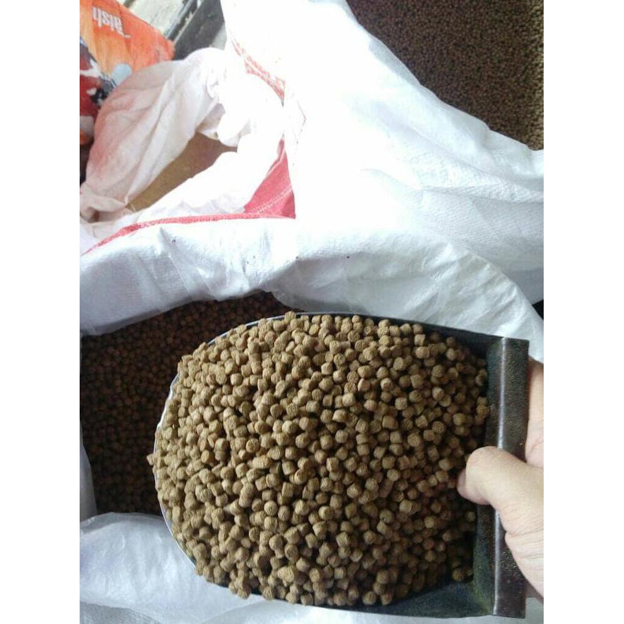 Pakan ternak ikan lele pelet ikan