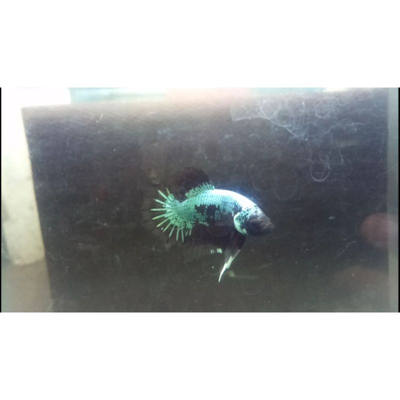 Cupang plakat black series ( bahan Avatar )