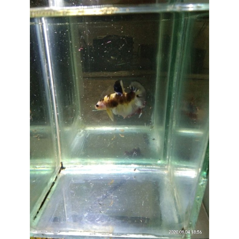 

cupang koi multy yellow