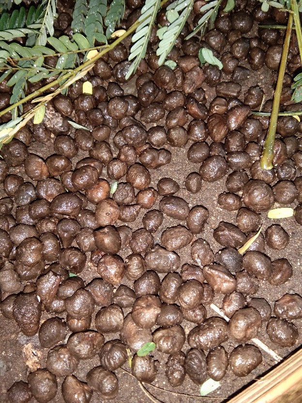 Bibit Porang Dorman | Katak Super Mini 700/ Biji