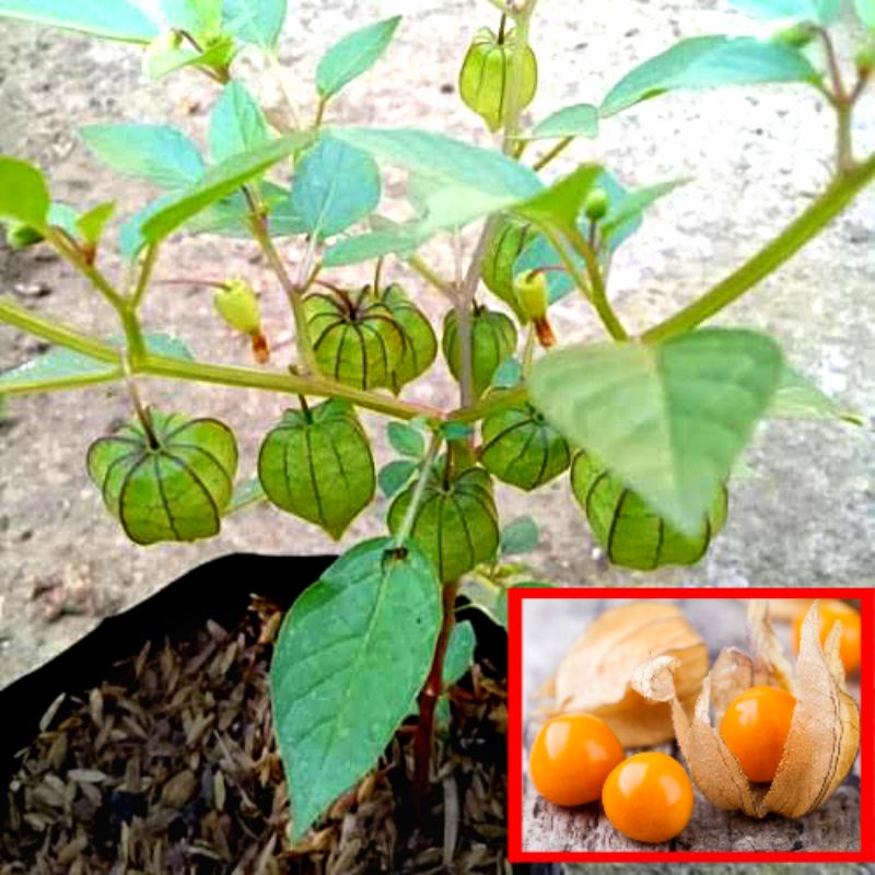 Bibit Tanaman Golden Berry Siap Berbuah (Ciplukan Cecendet) Physialis Angulata