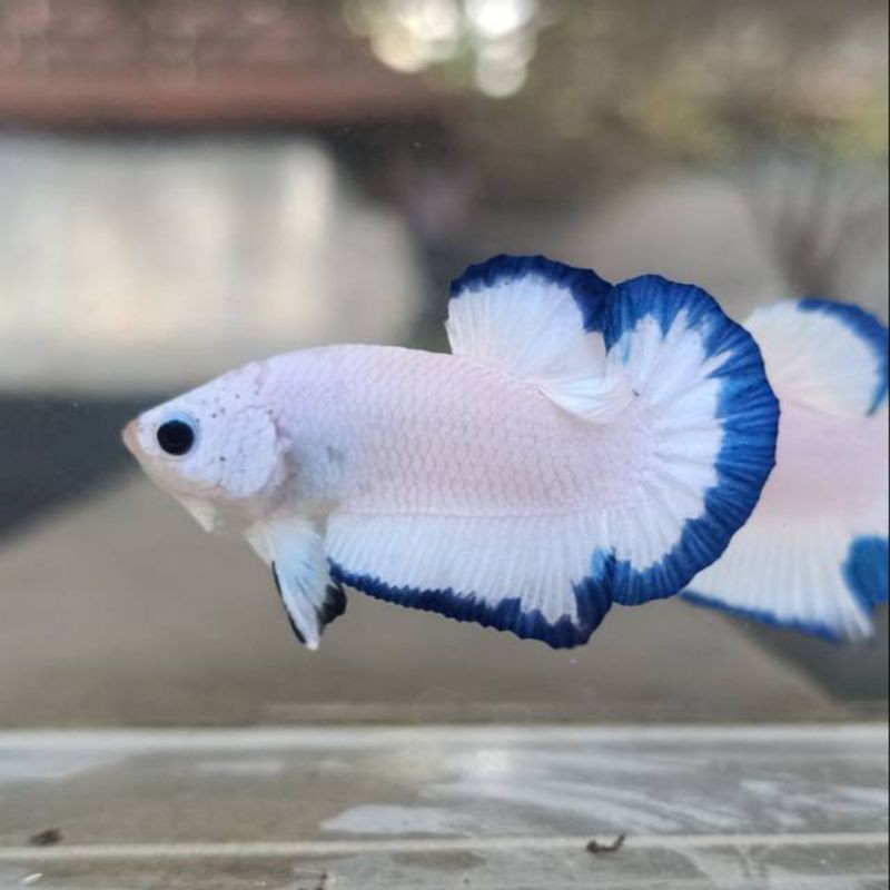 

BLUE RIM (BETTA FISH)