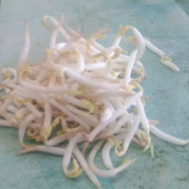 

Toge kc hijau