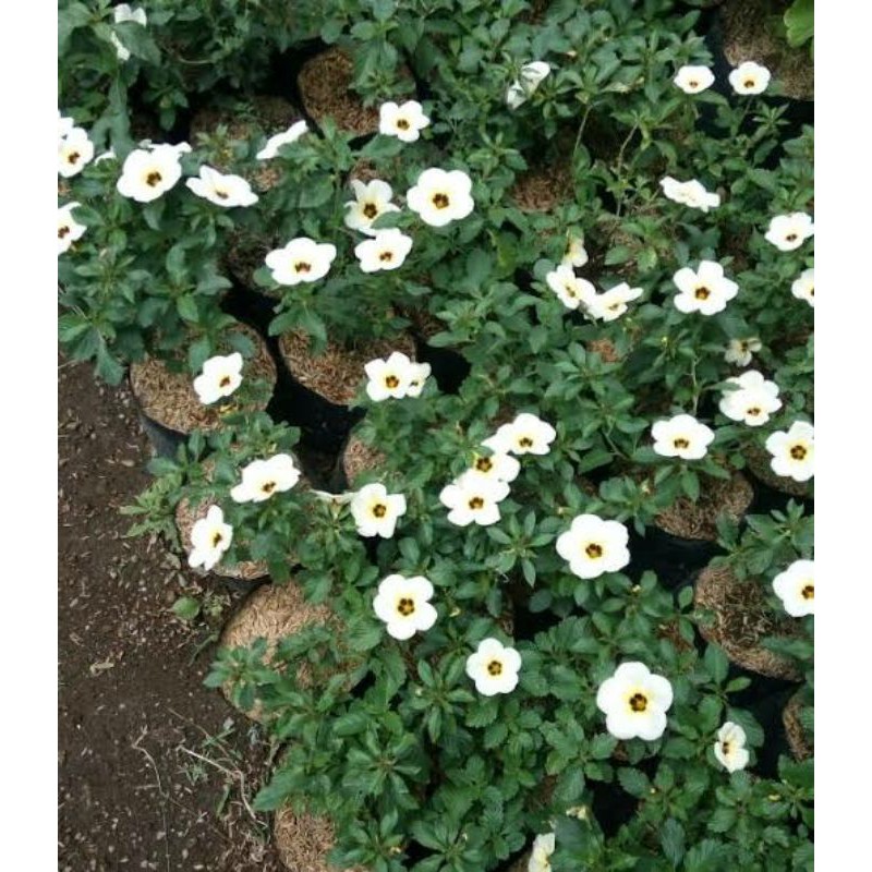 tanaman hias turnera ulmifolia