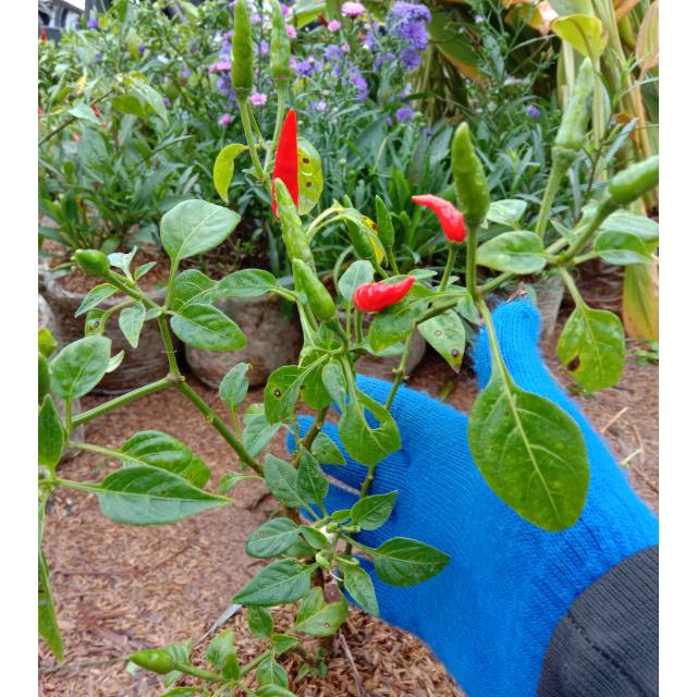 Bibit cabai/ cengek hijau