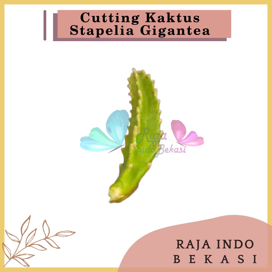 Cutting Kaktus Stapelia Gigantea Cactus Bunga Sekulen Cactus Gigantea Succulents Unik - Kaktus Sukulen Tanaman Hias Stapelia Gigantea