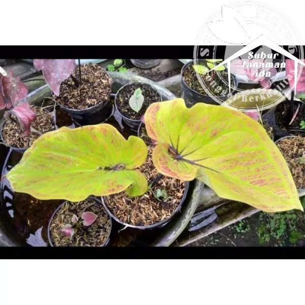 bonggol keladi hybird thailand NN