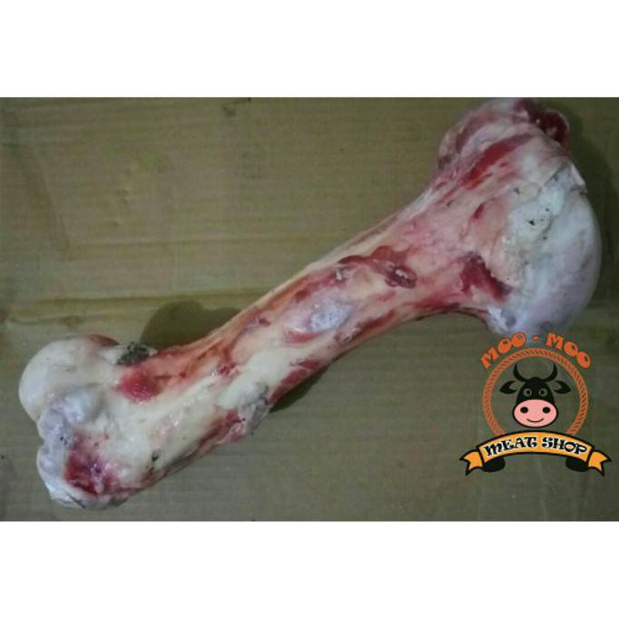 

Tulang Sumsum Paha Sapi