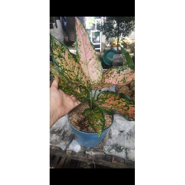 Aglonema Lady Kristin