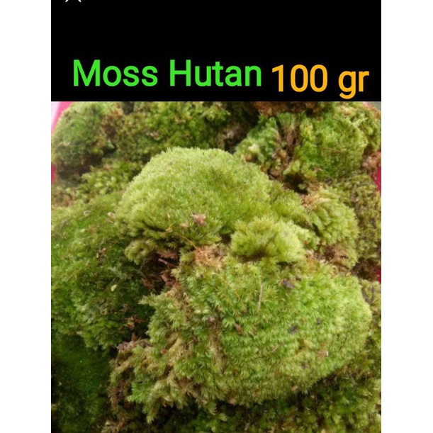 lumut hutan moss hutan media tanam moss