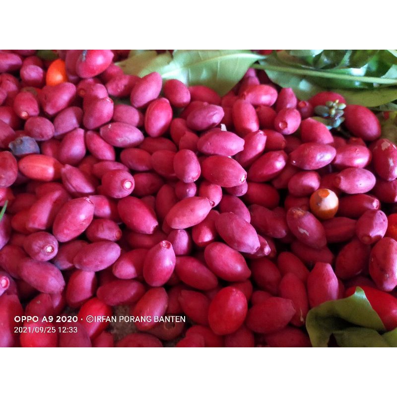 

1kg kulit melinjo merah mentah untuk konsumsi