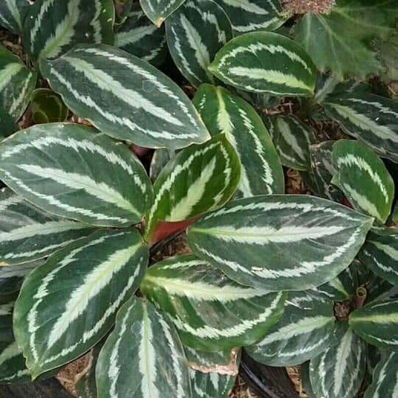 Tanaman Hias Calatea Silverback || Tanaman Hias Daun Calatea