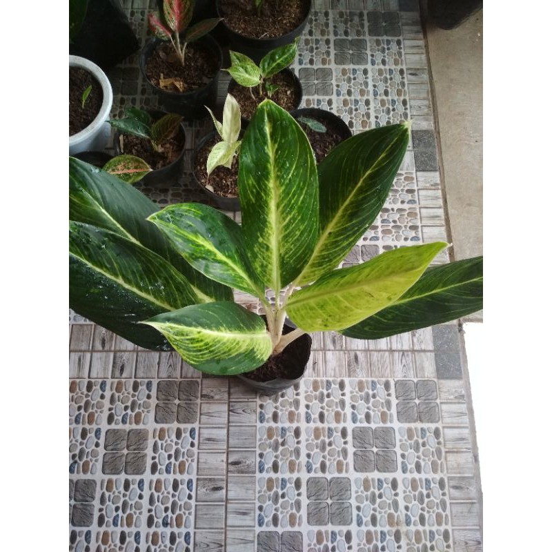 Tanaman hias blanceng Golden