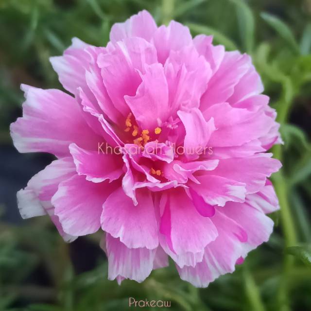 Bunga krokot Import id.prakeaw