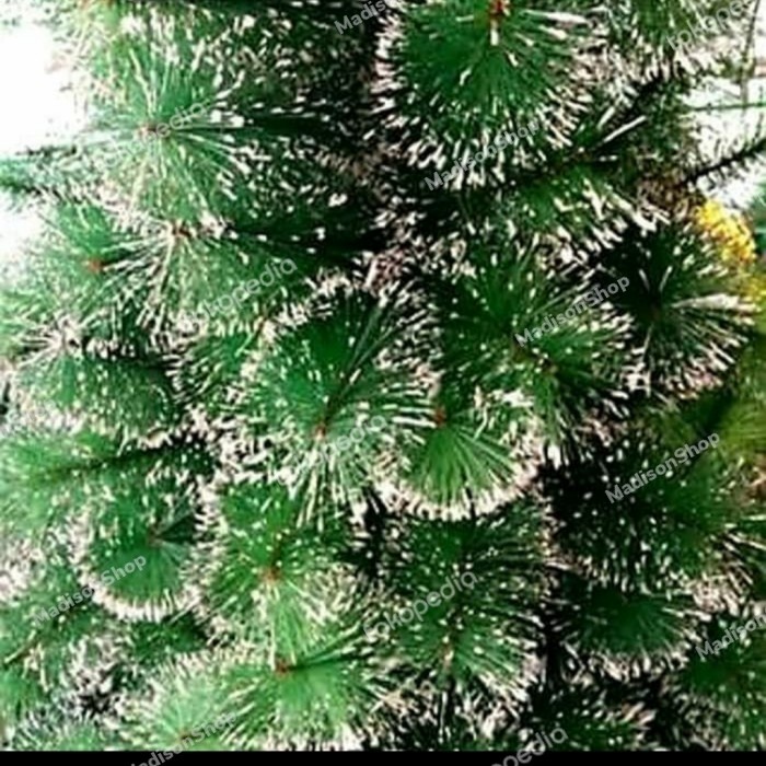 Ready Pohon Natal Jarum Pinus Murah Pohon Natal Putih Bintik Salju