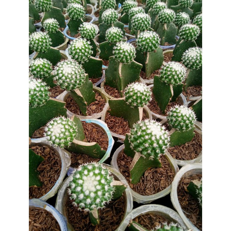 Kaktus Grafting Mammillaria + Free pot + Bonus sekullen