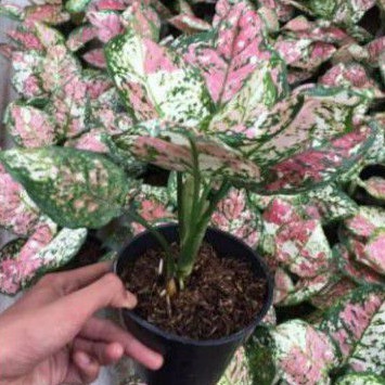 bonggol aglonema tricolour