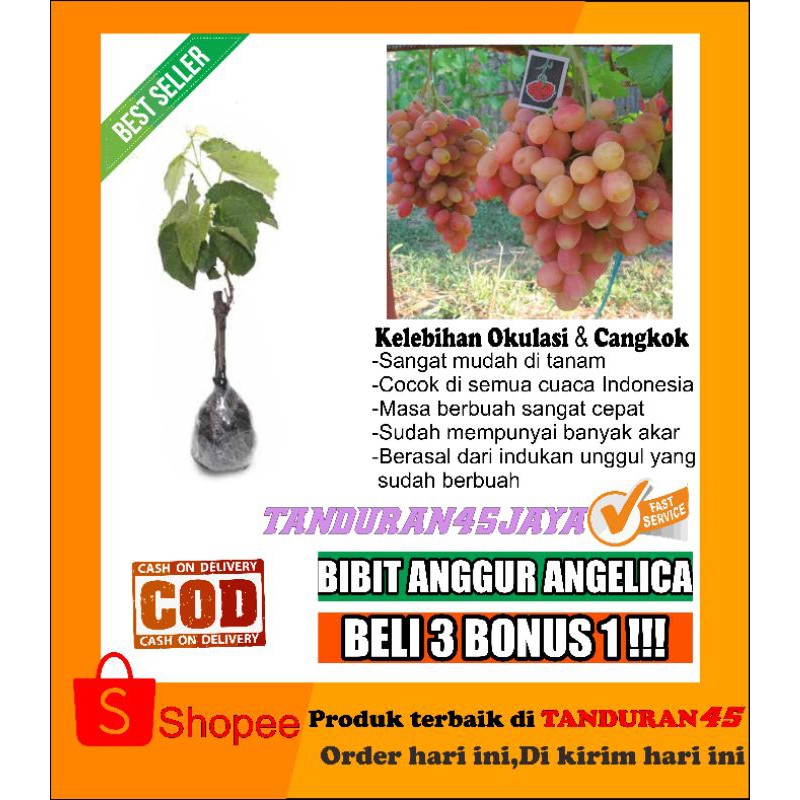 bibit anggur impor angelica/bibit anggur import/bibit anggur
