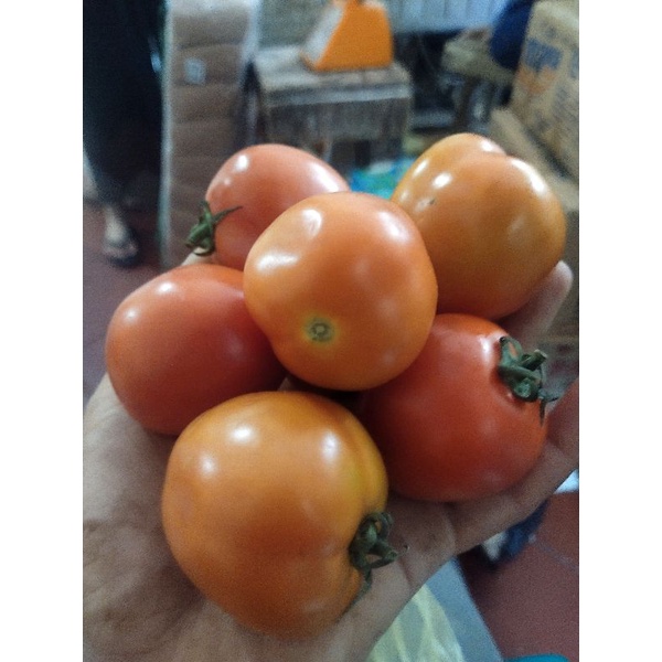 

Tomat Segar 250 gr