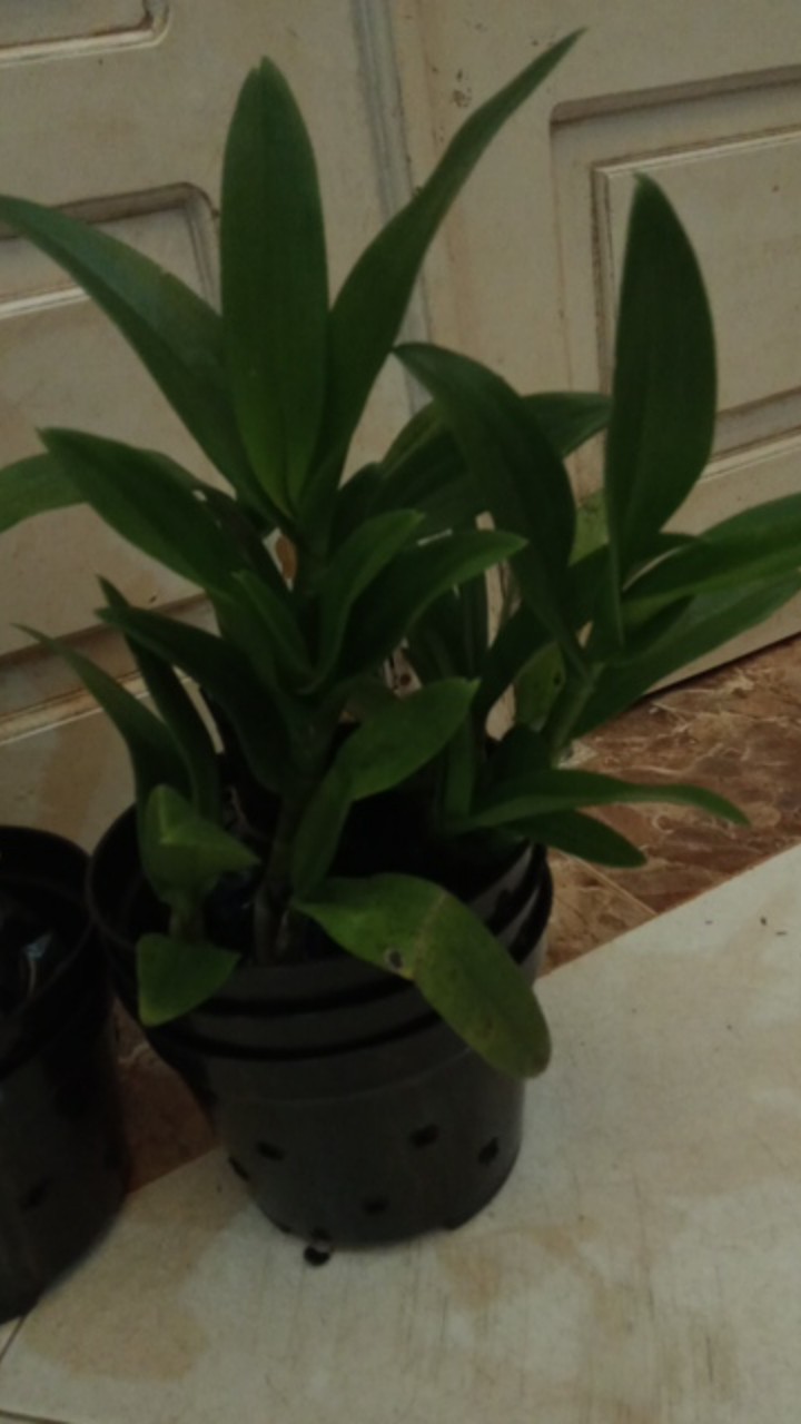 Paket Dendro Dewasa Isi 5