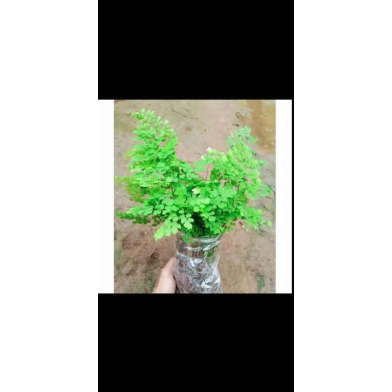 tanaman hias suplir daun kecil