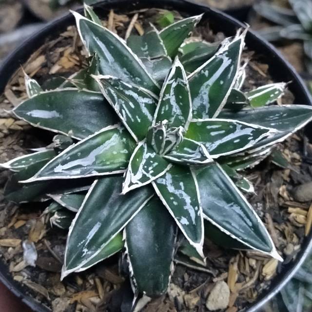 Sekulen agave himeson