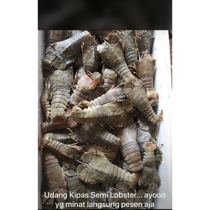 

Udang_Kipas
