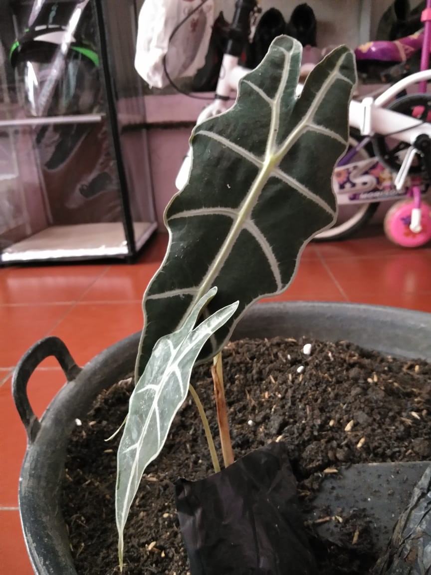 Tanama Hias Keladi Amazon Keladi Tengkorak