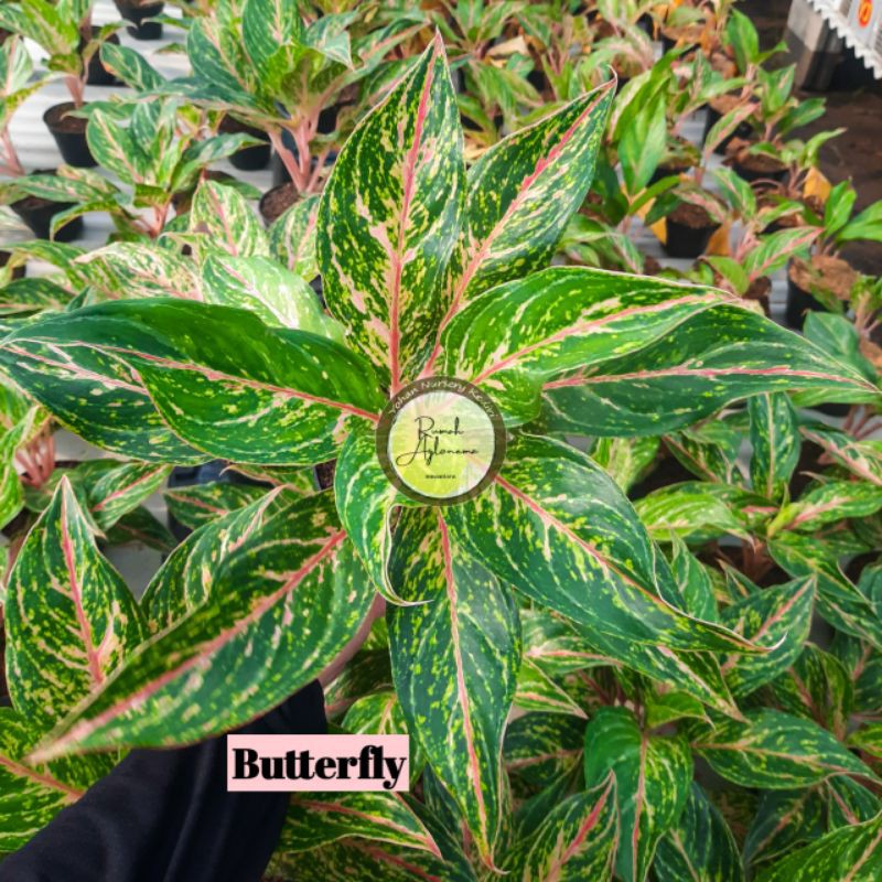 [CD✅] Aglaonema Butterfly