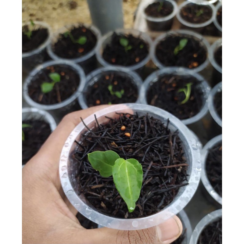 Anturium Tarantula/Kuping Gajah Karet