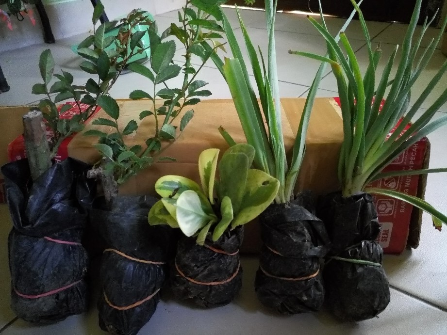 Tanaman Hias Peperomia Varigata