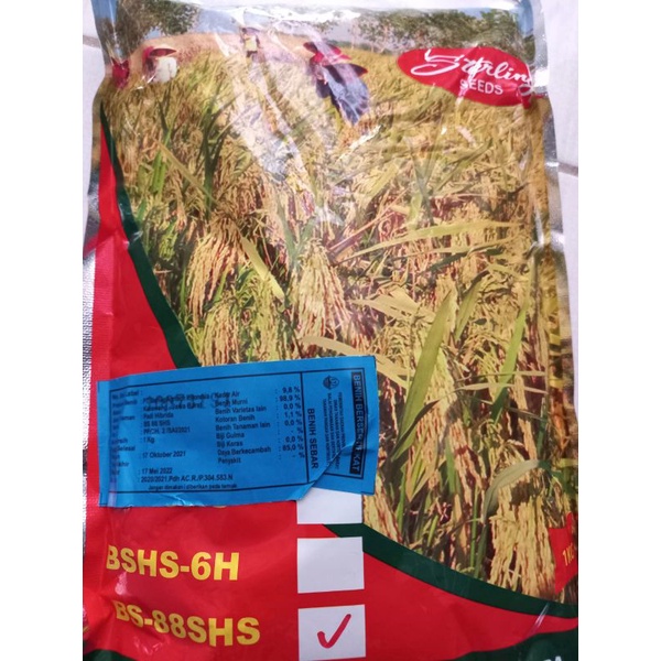 BENIH PADI HIBRIDA BS-88SHS (HASIL PANEN MELIMPAH)