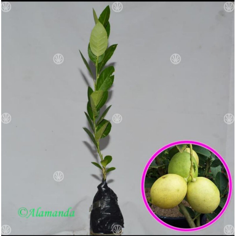 bibit jeruk lemon tanpa biji