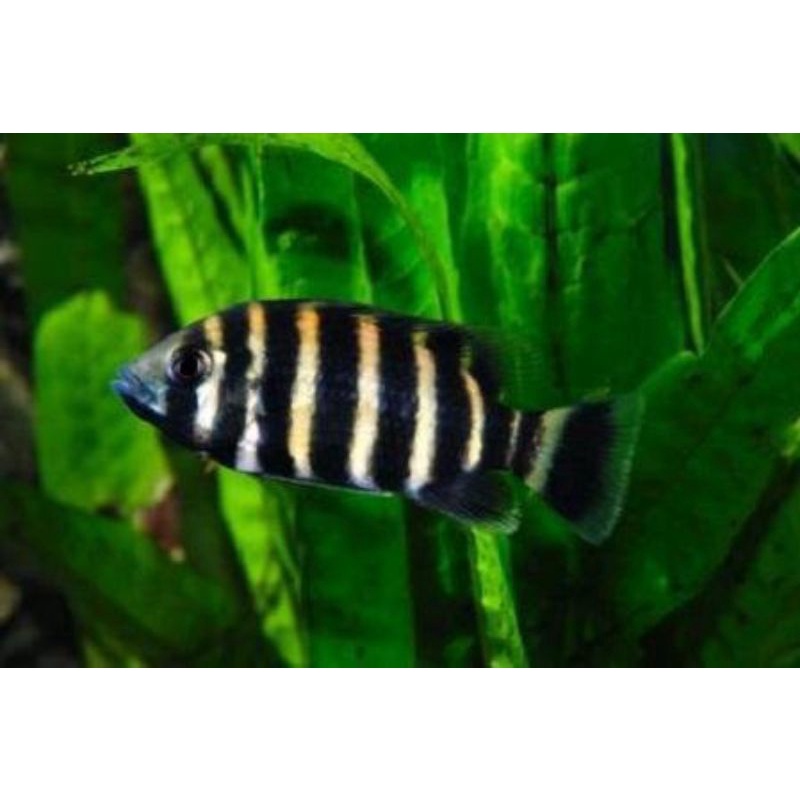 Ikan hias Nentinen Zebra ikan hias aquarium aquascape jenis air tawar ikan hias belang