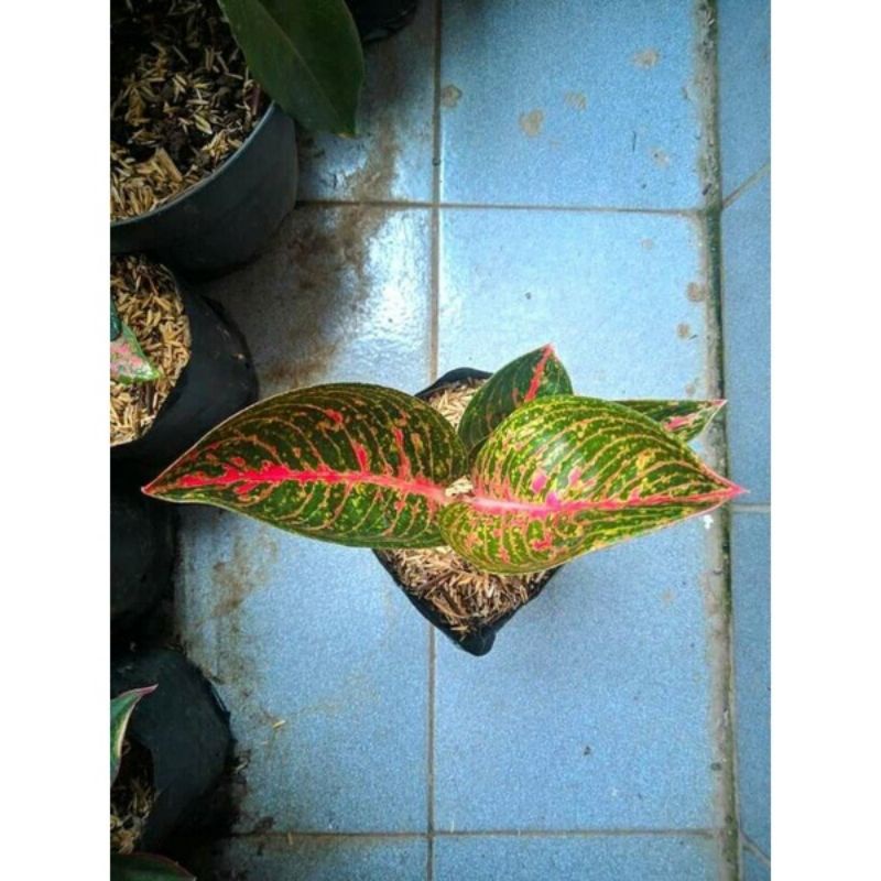 Tanaman Hias Aglonema Adelia ( Anakan )